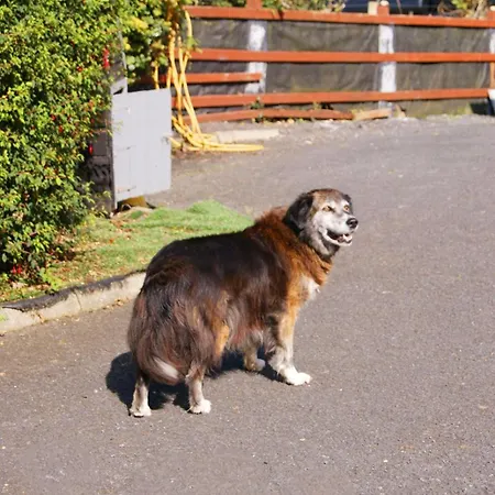 アパート In The Heart Of Kerry *