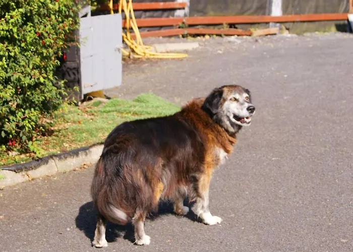 Apartment In The Heart Of Kerry *
